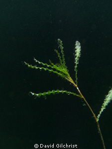 Freshwater Aquatic Plant, #1 by David Gilchrist 